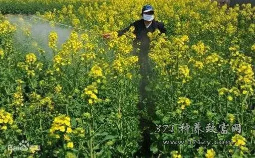 油菜菌核病怎样防治和治疗？油菜菌核病打什么药好