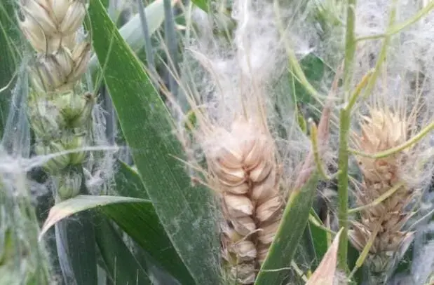 小麦赤霉病防治和治疗有窍门,这些打药成效好！