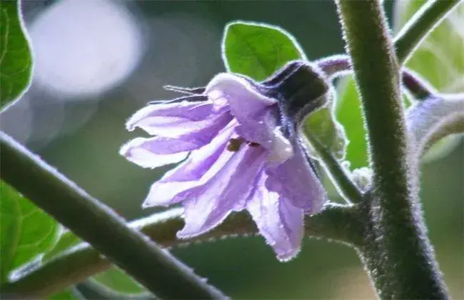 茄子落花怎样防治和治疗