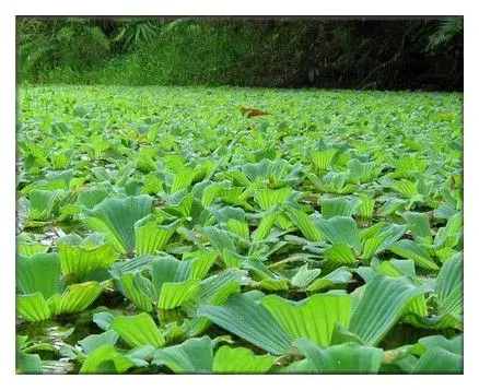 水白菜究竟是什么？可以吃吗？有什么样的危害？