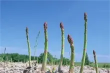 芦笋种植的育壮苗技术