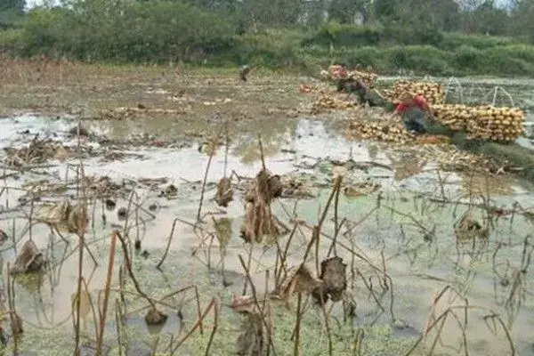 莲藕是什么季节成熟的？怎么种植？成本与利润如何？