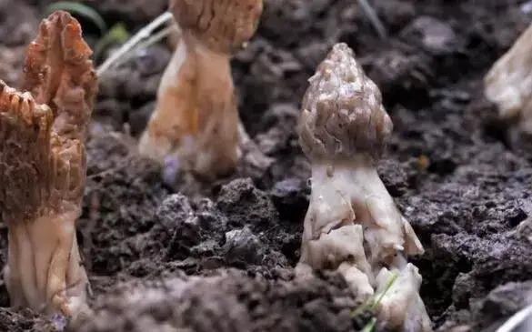 羊肚菌幼菇烂菇怎么办？羊肚菌水分管理有学问