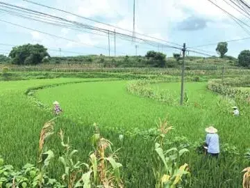 再生稻粒芽肥如何施用成效好