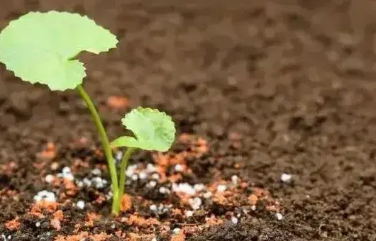 钾肥对植物的作用与功效