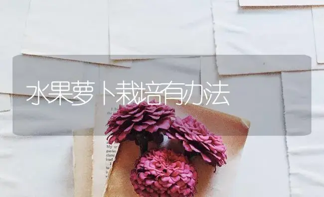 水果萝卜栽培有办法 | 蔬菜种植