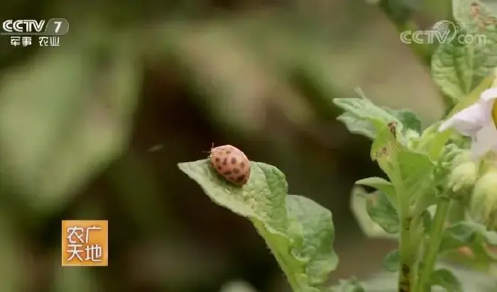 马铃薯瓢虫的产生与防治和治疗技术