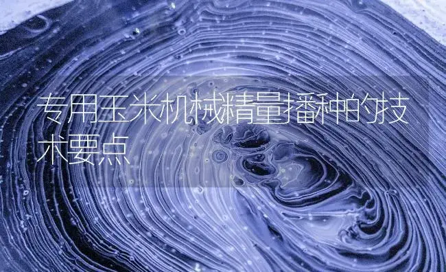 专用玉米机械精量播种的技术要点 | 农资农机