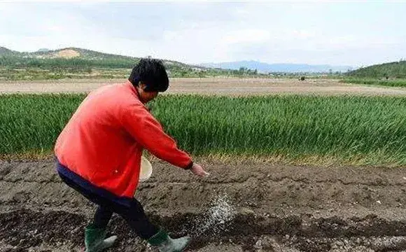 花生施肥时间及技术方法