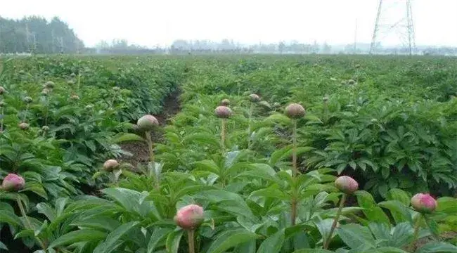 芍药的繁殖方法