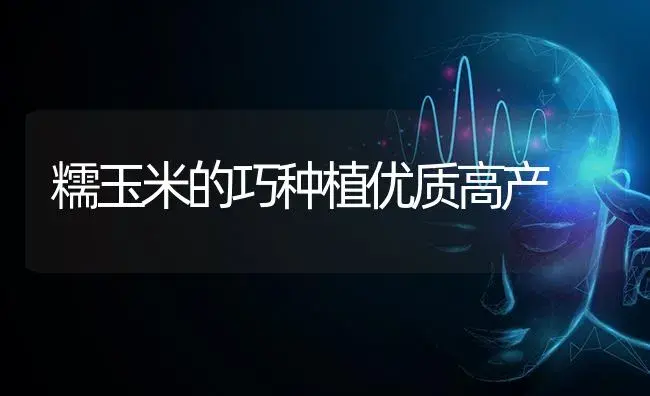糯玉米的巧种植优质高产 | 蔬菜种植