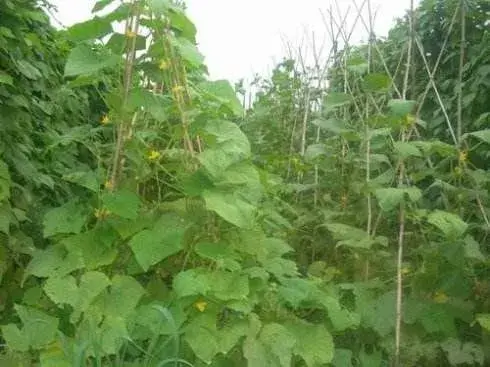 黄瓜的加行高矮秧密植立体种植技术