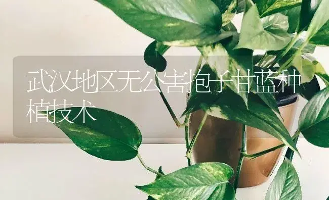 武汉地区无公害抱子甘蓝种植技术 | 蔬菜种植