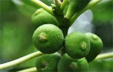 无花果结果都有哪些特点习性？