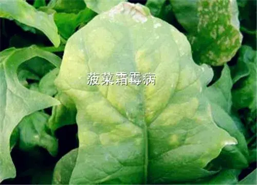 图片：菠菜霜霉病怎么防治？打什么药好？