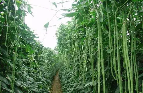 大棚豆角栽培种植技术及病虫害防治和治疗