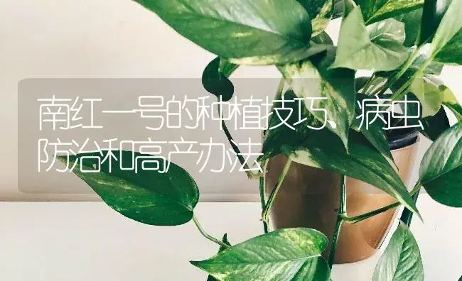 南红一号的种植技巧、病虫防治和高产办法 | 植物病虫害