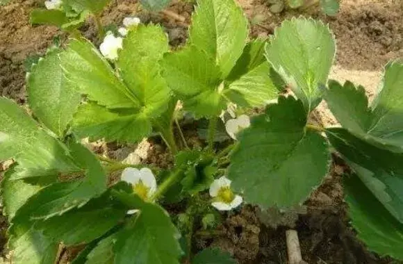 棚室草莓花期的温度怎样抑制