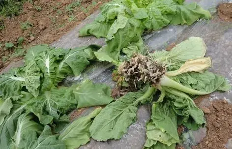 蔬菜连茬栽培怎样防治和治疗根肿病？