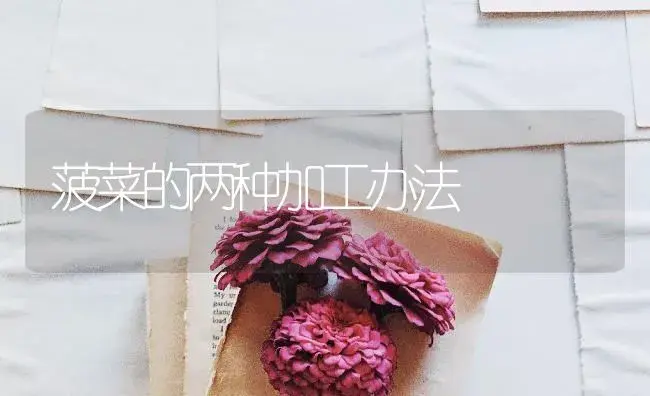 菠菜的两种加工办法 | 蔬菜种植