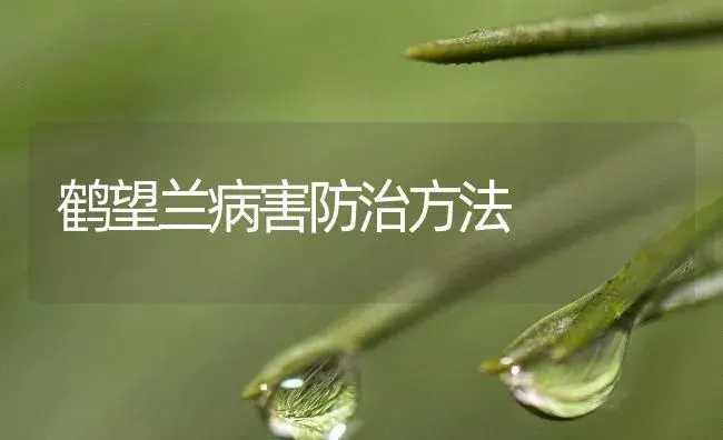 鹤望兰病害防治方法 | 植物病虫害