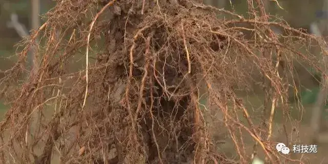 苹果矮砧集约种植，长在“墙”上的苹果带来不同的财富！