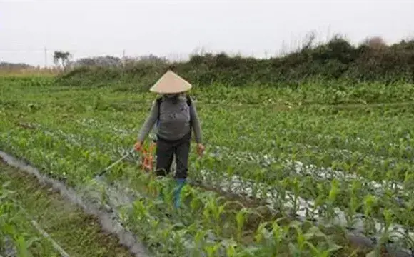 冬季使用农药的注意事项