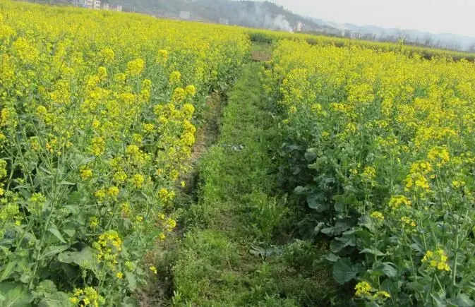 油菜田如何防除杂草？用好这四招搞定油菜田杂草