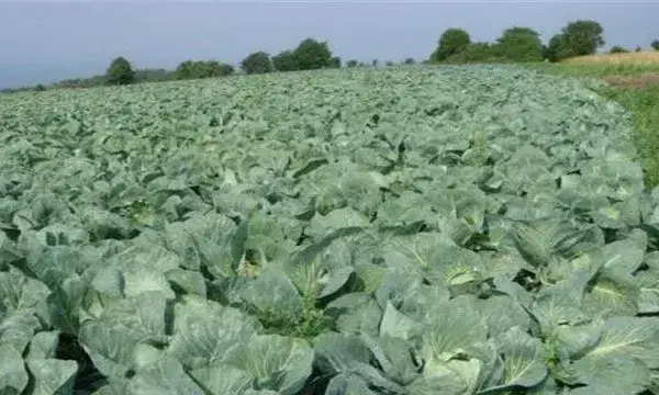 卷心菜病虫害防治方法