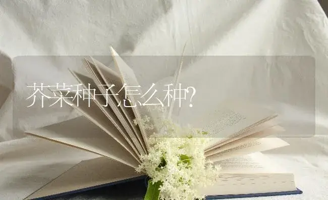 芥菜种子怎么种？ | 蔬菜种植