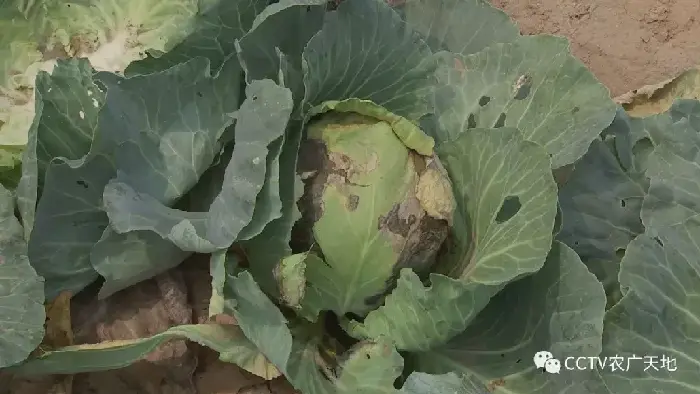 春甘蓝早熟高产种植技术