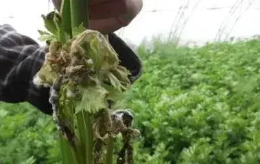 冬季温室芹菜病害的防治方法