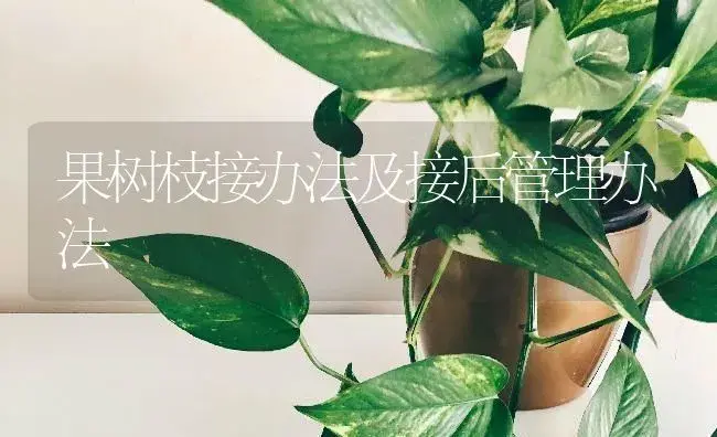 果树枝接办法及接后管理办法 | 蔬菜种植