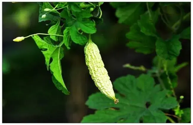 适合无土种植的蔬菜