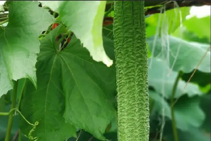 丝瓜适合什么时间种植，它的种植方法是什么？