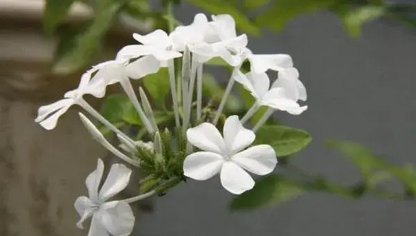 白雪花的养殖方法，各季节浇水频率有别，施肥促进开花