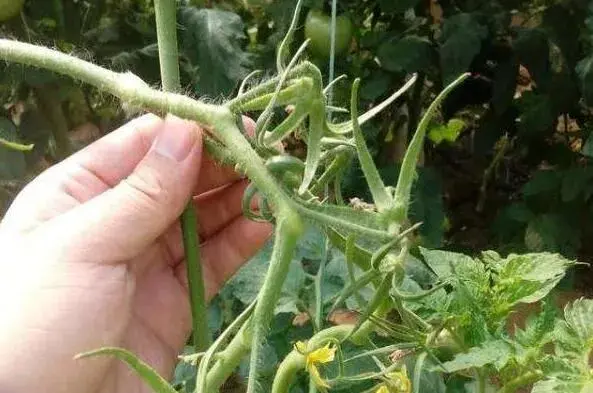 冬天蔬菜花芽分化问题多，管理上要小心哪些方面！