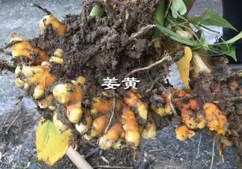 姜科植物姜黄是什么？和生姜有六大区别！