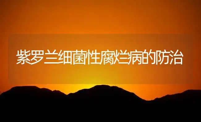 紫罗兰细菌性腐烂病的防治 | 植物病虫害