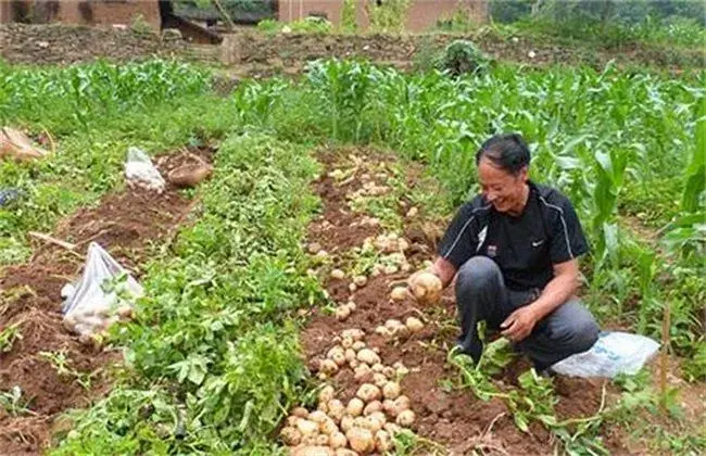 土豆叶子发黄是怎么回事