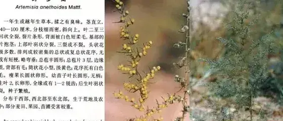 菊科杂草