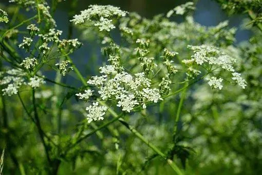 伞形科植物香菜种子什么时候种好？种多久会发芽？怎么种？