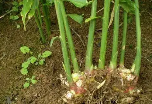 黄姜栽培种植的田间管理及收获加工技术