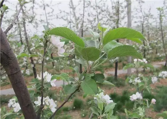 苹果疏花疏果四个关键点！