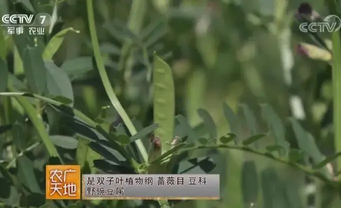 兰箭系列箭筈豌豆种植技术