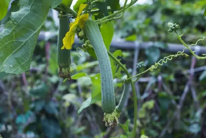 全身是宝的丝瓜种植时该如何施肥？