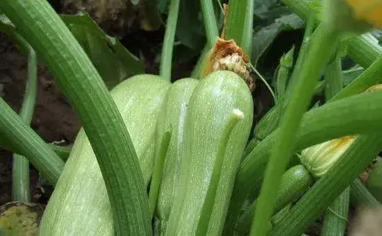 西葫芦的种植技术及病虫害防治要点