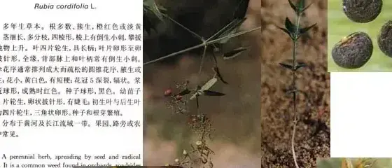 其他科杂草