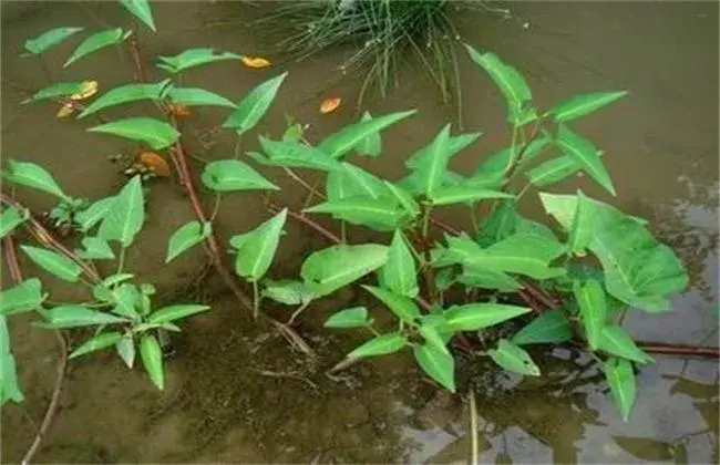 空心菜怎样繁育