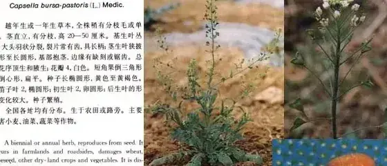 十字花科杂草